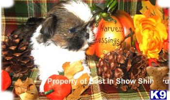 Shih Tzu Puppies for Sale